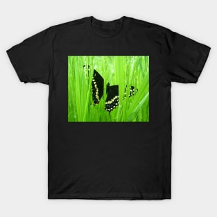 Black Swallowtail Butterfly T-Shirt